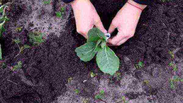 The main aspects of planting cabbage in open ground