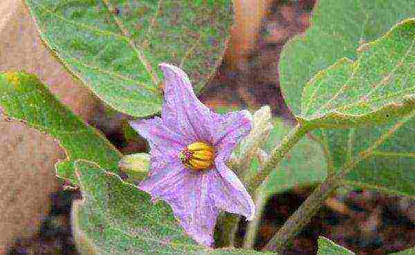 Sa yugto ng pamumulaklak, kinakailangan upang alisin ang labis na mga bulaklak