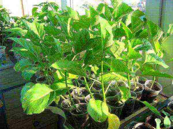 A sign of seedlings ready for planting - real leaves and a thick stem