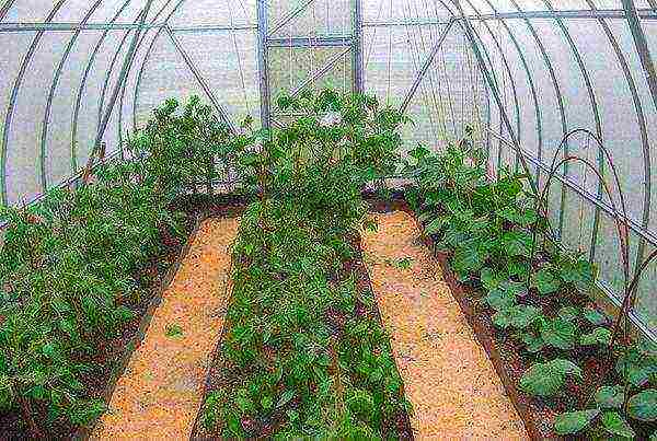 For growing eggplant, a greenhouse with a height of 1.8-2.5 m is suitable.