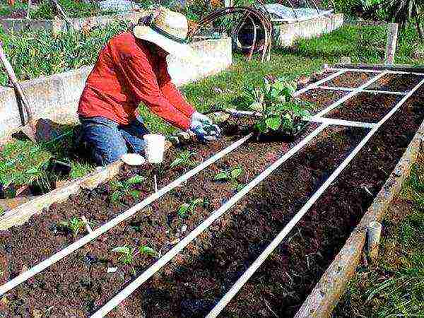 Gardeners use two planting schemes - parallel and checkerboard