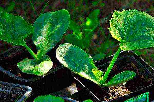 With the seedling method of growing zucchini, seeds for seedlings are sown in March or February