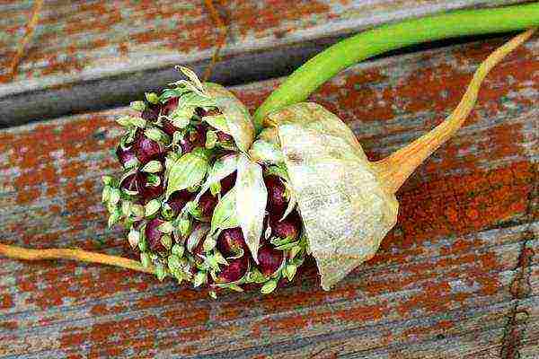 Sjemenke imaju povećanu klijavost, odmah se siju u pripremljeno tlo