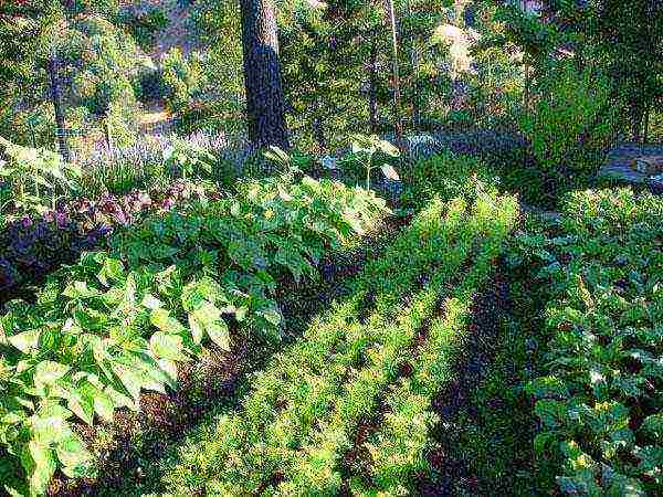 we grow carrots correctly to get a good harvest