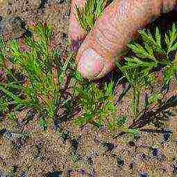 we grow carrots correctly to get a good harvest