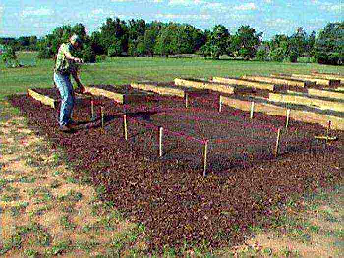 we grow carrots correctly to get a good harvest