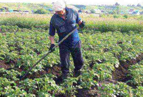 زراعة البطاطس: طرق