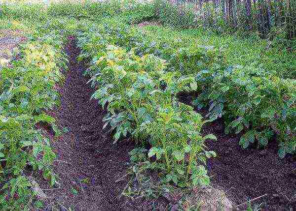Growing potatoes: methods