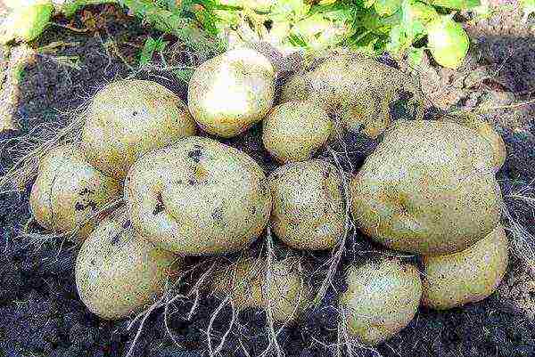 Uzgoj krumpira: metode