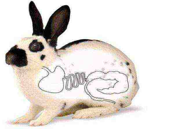 Bloating in a rabbit, diagram
