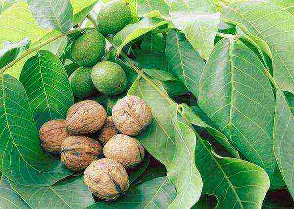 Walnuts improve immunity, increase hemoglobin, remove cholesterol, restore vision