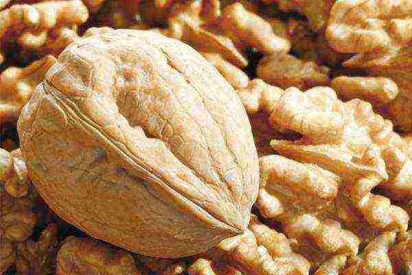 Ang walnut ay kontraindikado para sa ulser, alerdyi, hypertension