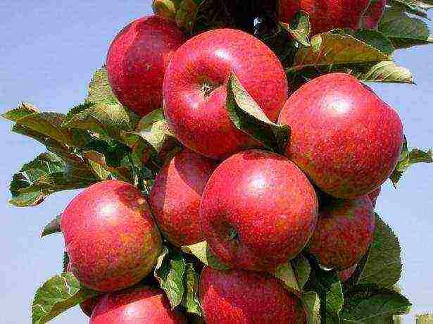 apple tree best varieties