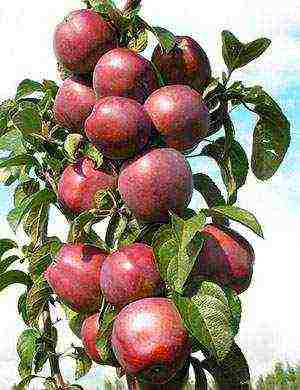 apple tree best varieties