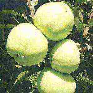 apple tree best varieties