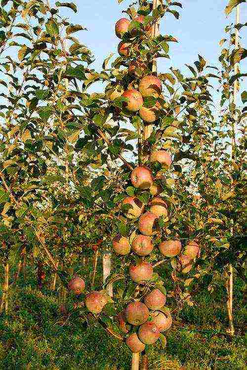 apple tree best varieties