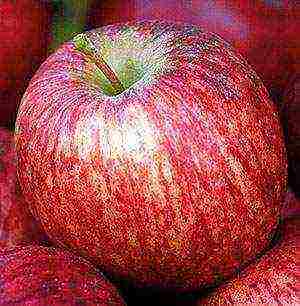 apple tree best varieties