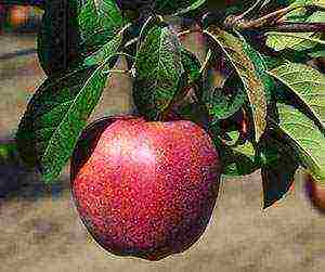 apple tree best varieties