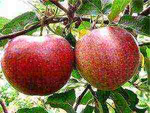 apple tree best varieties