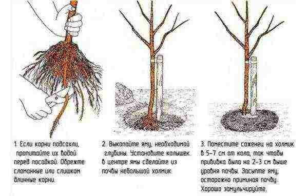 apple tree best varieties