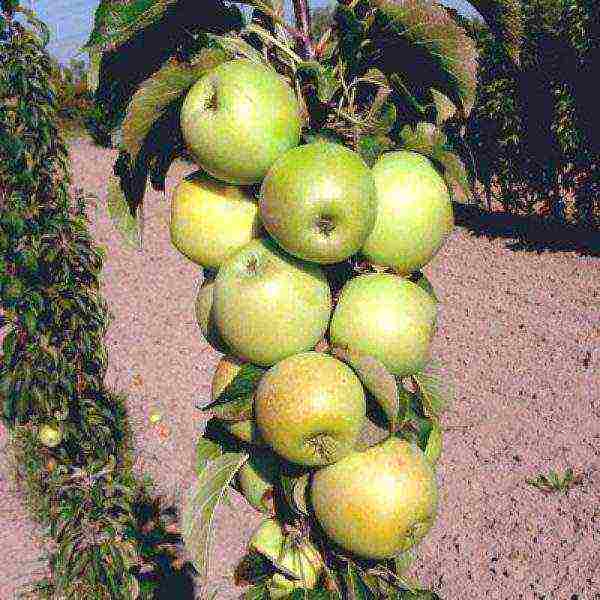 apple tree best varieties