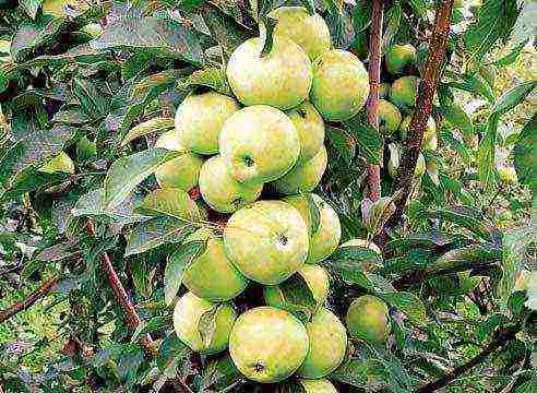 apple tree best varieties