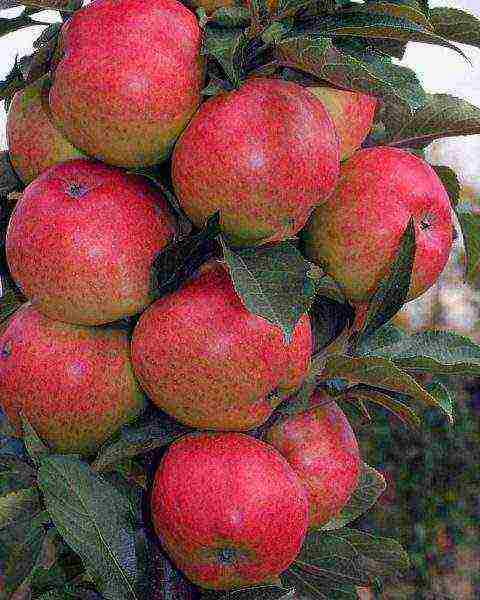 apple tree best varieties