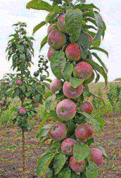 apple tree best varieties