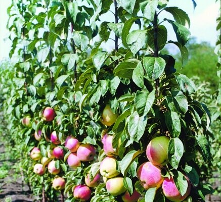 apple tree best varieties