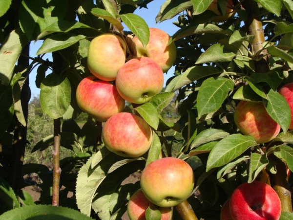 apple tree best varieties