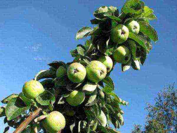 apple tree best varieties