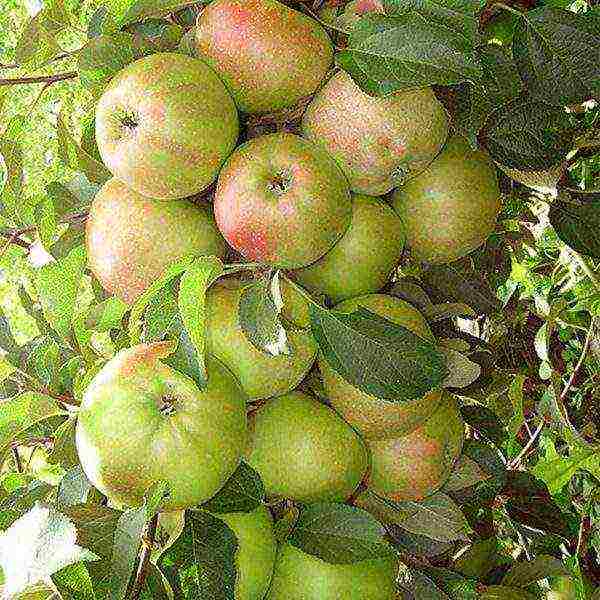 apple tree best varieties