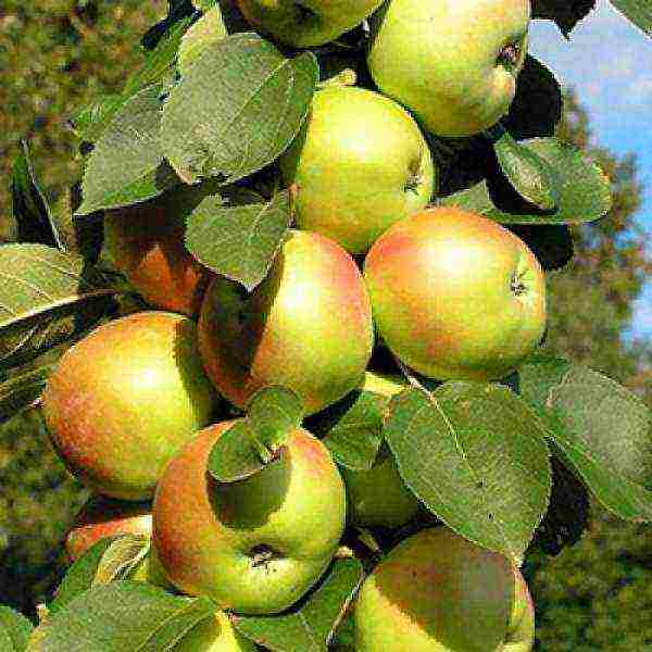 apple tree best varieties