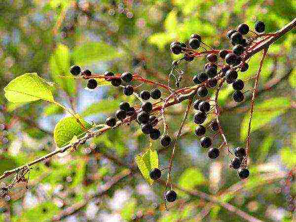 Ripe bird cherry berries on a bush
