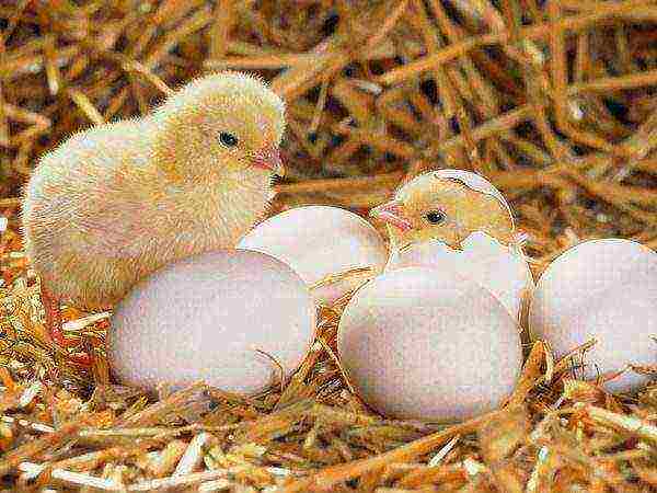 broiler eggs