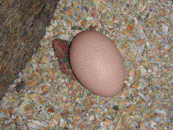 ไข่ของสายพันธุ์นี้