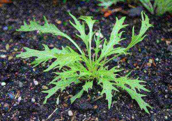 Matapos ang sprouting ng Japanese cabbage, ang pagtutubig ay dapat gawin nang maingat.