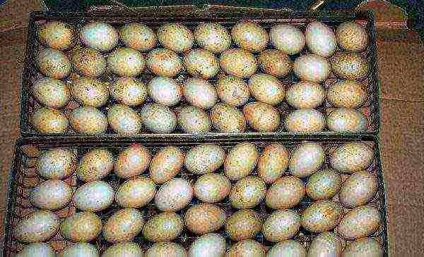 Mjesto pačjih jaja za inkubator