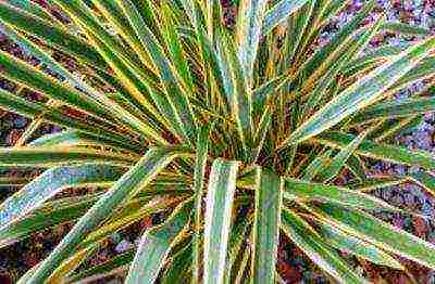 yucca garden planting in autumn and outdoor care