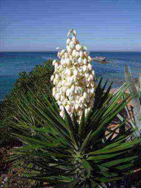 yucca garden planting in autumn and outdoor care