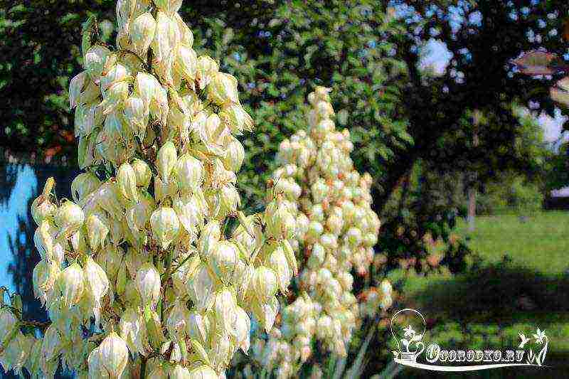 yucca garden planting in autumn and outdoor care