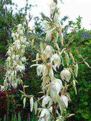 yucca garden planting in autumn and outdoor care