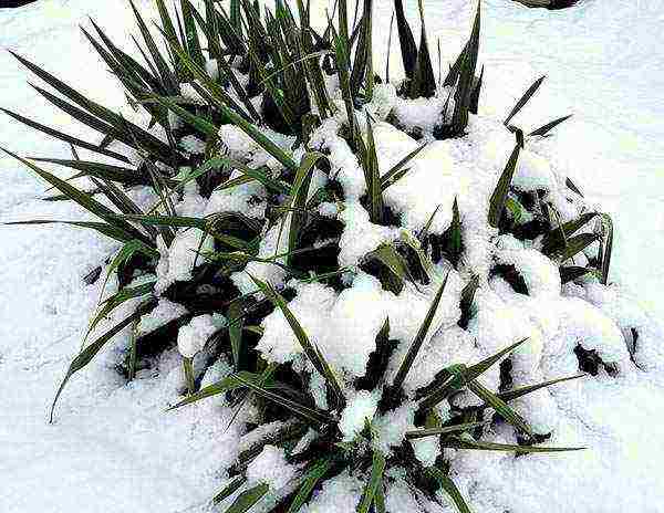 yucca garden planting in autumn and outdoor care