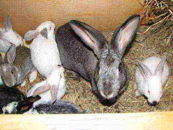 The initial stage of coccidiosis in rabbits