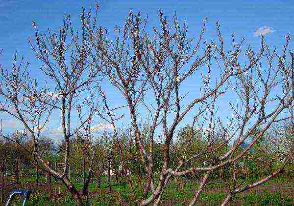 Apricot needs complex pruning, which is why such a procedure is carried out in spring, autumn and summer.