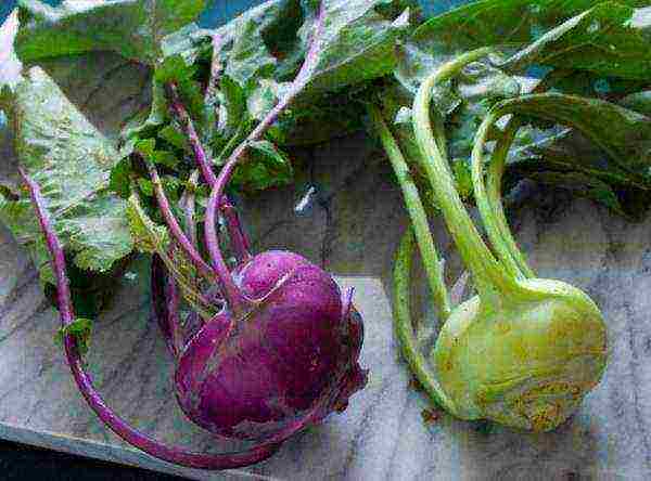 What is kohlrabi?