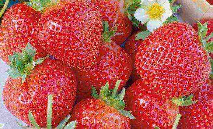 strawberries are the best varieties