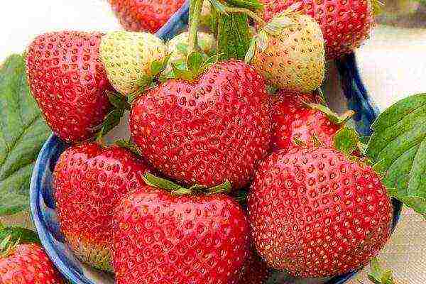 ang mga strawberry ay ang pinakamahusay na mga pagkakaiba-iba