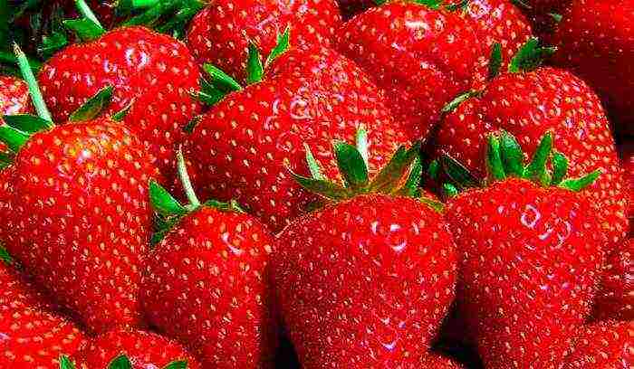 ang mga strawberry ay ang pinakamahusay na mga pagkakaiba-iba