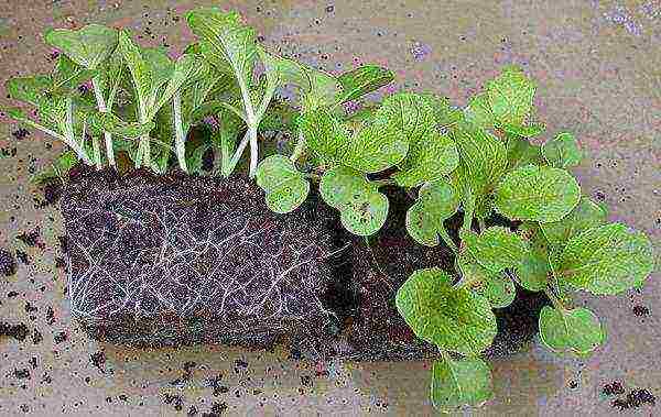 Dense planting of seedlings can slow down its growth.